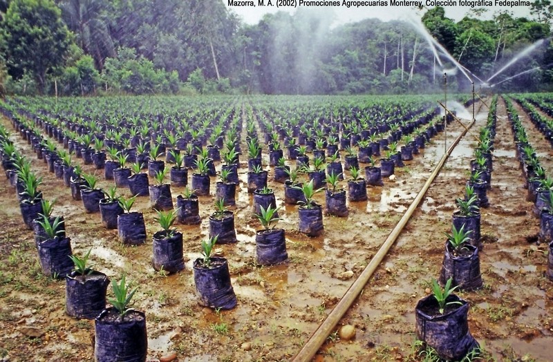 Vivero Monterrey 020